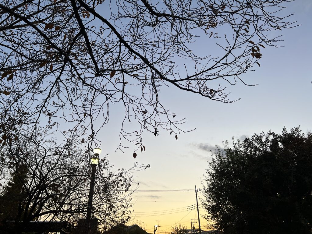 薄明の空に枯れ枝の影