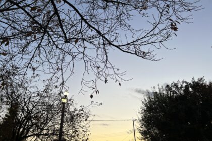 薄明の空に枯れ枝の影